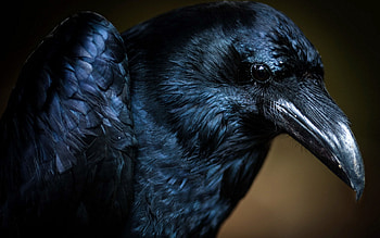 Raven , Dark allure, Gothic inspiration, Supernatural creature HD wallpaper