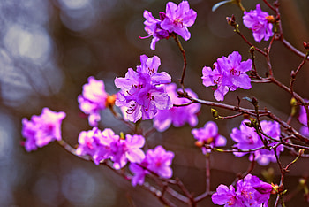 Lilac, flowers, pink, portrait HD wallpaper