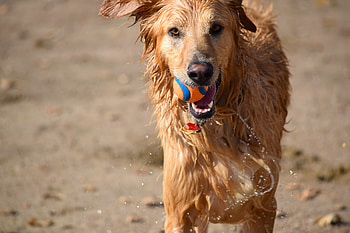 Animals, Water, Dog, Wet, Ball, Playful HD wallpaper