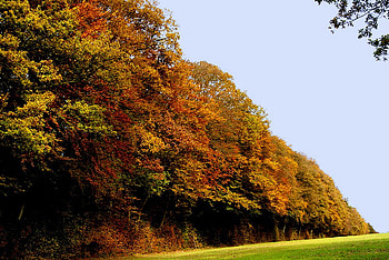 Color forest, colors, sesons, forests, grass, orange, beauty, green, trees, autumn, nature, places HD wallpaper