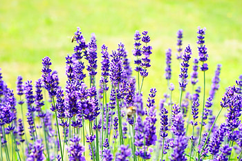 Lavender, purple, green, flowers, Spring HD wallpaper