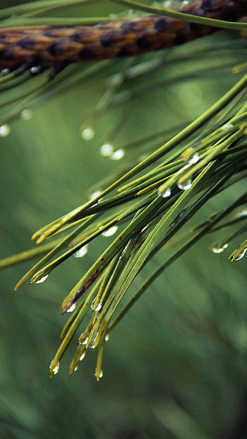 Rainy pine tree , Green nature mountain, 11 , Serene landscape HD phone wallpaper