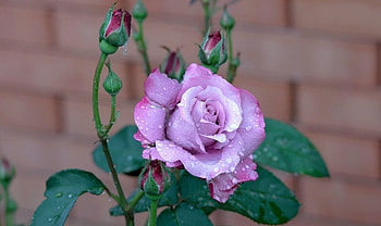Purple Rose, rose, purple, great, Stunning HD wallpaper