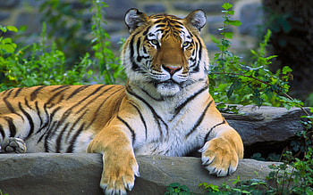 Animals, Grass, Rock, To Lie Down, Lie, Predator, Stone, Tiger HD wallpaper