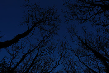 Nature, Trees, Sky, Night, Branches HD wallpaper