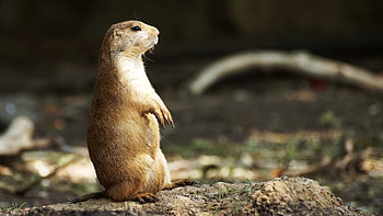 Prairie Dog , Posted by Samantha Sellers HD wallpaper