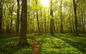 Springtime in upstate New York, sunshine, leaves, path, trees, spring HD wallpaper