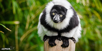 Lemur Madagascar, Vibrant colors, Exotic habitat, Majestic scenery HD wallpaper