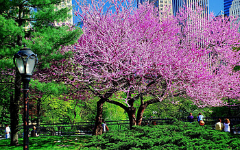 Nature, Flowers, City, Wood, Park, Tree HD wallpaper