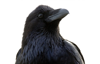 Raven, Bird, Black, Animal HD wallpaper