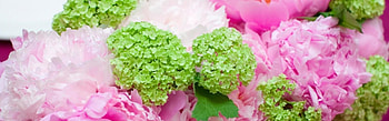 Roses Peonies Hydrangeas Popular Screensavers | Auto Design . HD wallpaper
