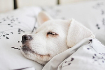 Cute Sleep, dog, Sweet, white, bed, Baby, snout, lovely, sleep HD wallpaper
