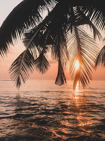 Nature, Water, Sunset, Twilight, Palm, Branches, Dusk HD phone wallpaper