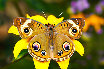 BUTTERFLY, PETALS, FLOWER, COLORS, WINGS HD wallpaper