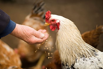 Close-up of a rooster eating grains from a person's hand in a rural farm setting. HD wallpaper