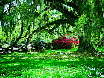 Cascade green, pink, green, branches, trees, cascades, flowers, grass HD wallpaper