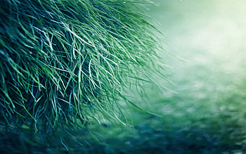 Pure Grass, grass, nature HD wallpaper