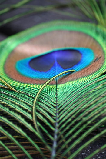A striking close-up of a peacock feather showcasing vibrant colors and metallic sheen. HD phone wallpaper