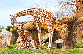 giraffe spectacles, Nature's marvels, Captivating wildlife, Visual delight HD wallpaper