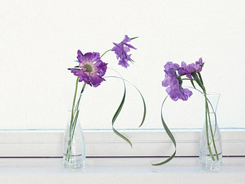 DELICATE FLOWERS, still life, white, lavender, ribbons, glass, flowers, blooms HD wallpaper