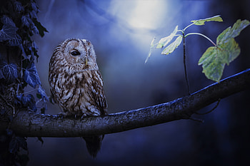 Tawny Owl In Moonlight, owl, birds, animals HD wallpaper