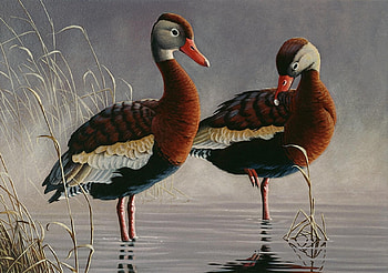 Stand in the Water, birds, painting, water, plants HD wallpaper