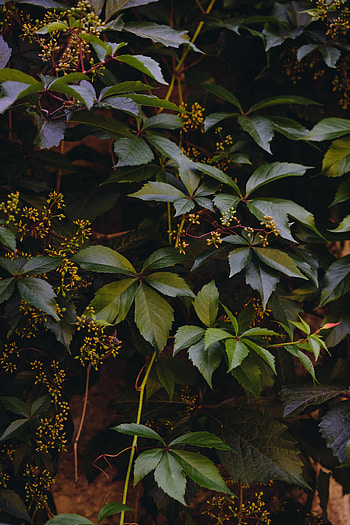 Nature, Leaves, Plant, Branches, Ivy HD phone wallpaper