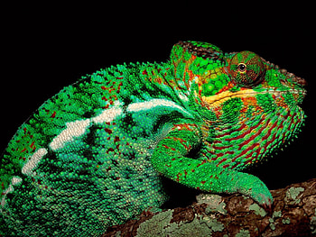 Animals, Color, Chameleon, Head, Body, Torso HD wallpaper