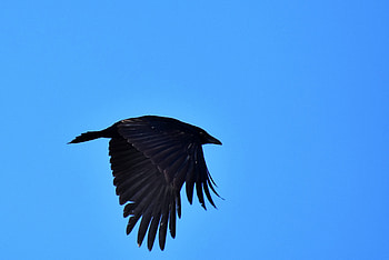 Black bird, raven, crow, flight HD wallpaper