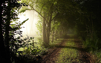 Landscape, Nature, Trees HD wallpaper