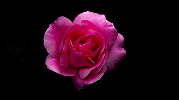 Rose, pink flower, portrait HD wallpaper