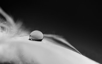 Feather, Macro, Monochrome, Drop, Black And White, Fluff, Fuzz HD wallpaper