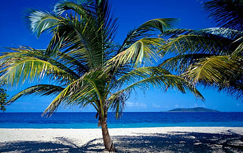 low palm tree on the beach, sand, palm, ocean, tree, beach HD wallpaper