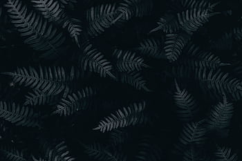 Moody close-up of fern leaves on a dark background, perfect for nature-themed designs. HD wallpaper