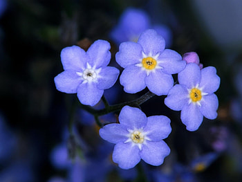 Plants, Flowers HD wallpaper