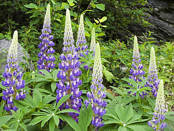 Lupins-in-Canada, purple, nature, flowers, lupins HD wallpaper