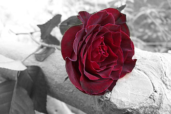 Trandafirul Rosu, rose, rosu, trandafir, red HD wallpaper