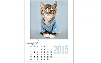 March 2015, blue, animal, kitten, white, calendar, rachael hale, cat, march HD wallpaper