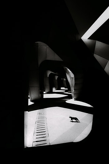 Shine, Light, Cat, Black And White, Black-And-White, Column, Columns HD phone wallpaper