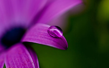 Flower, Plant, Macro, Shadow, Drop HD wallpaper