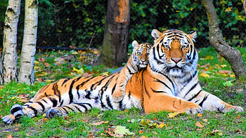 2022 Yang water Tiger year, Predictions HD wallpaper