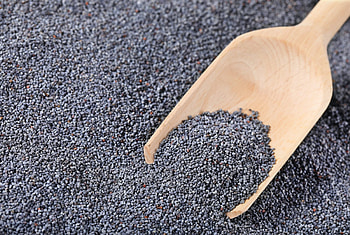 Poppy Seeds, Indian culinary traditions, Exquisite flavors, Spices and herbs HD wallpaper