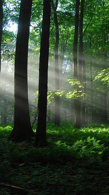 Majestic rainforest, Captivating visuals, Natural landscape, Stunning beauty HD phone wallpaper