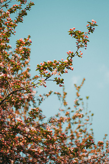 Bloom, Flowers, Sky, Flowering, Branch, Spring HD phone wallpaper