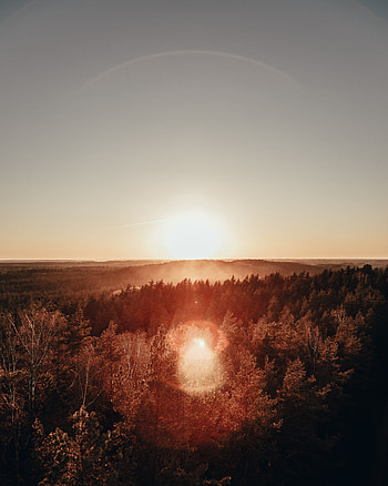 Nature, Sun, Dawn, View From Above, Horizon, Glare, Forest, Fog HD phone wallpaper