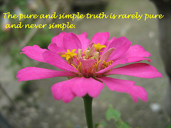 macro shots, flower HD wallpaper