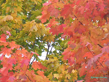 Background, Autumn, Leaves HD wallpaper