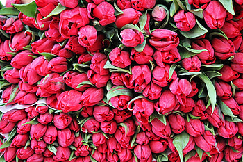 Flowers, Tulips, Buds, Lots Of, Multitude HD wallpaper