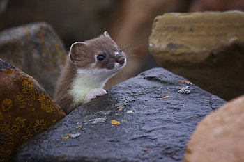 Animals, Rock, Muzzle, Stone, Ferret, Polecat HD wallpaper