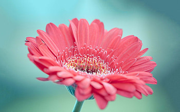 Flowers pink gerbera, for PC, Cool , Gerbera flower HD wallpaper